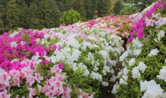 つつじの漢字表記は「躑躅」と大変難しい。この表記は難しい漢字表記の「躊躇」が由来?