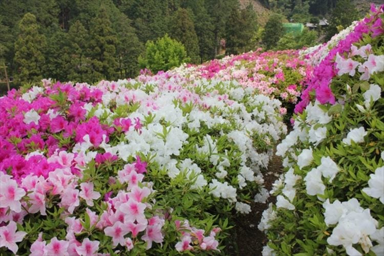 つつじの漢字表記は「躑躅」と大変難しい。この表記は難しい漢字表記の「躊躇」が由来？