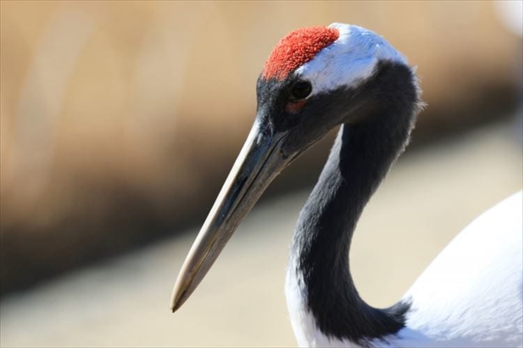 「鶴の一声」でなぜ物事が決まるの？その由来を解説！