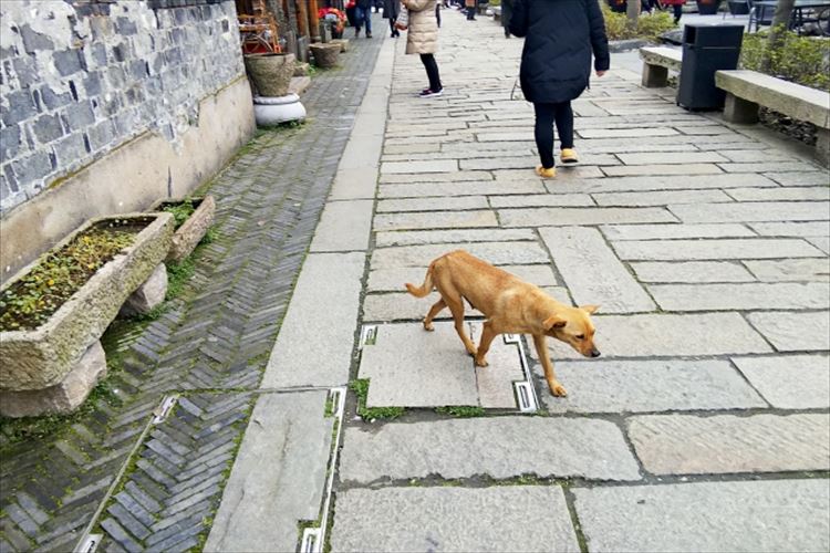 野良犬がまさかの大出世！保護された場所の従業員として雇われることに！