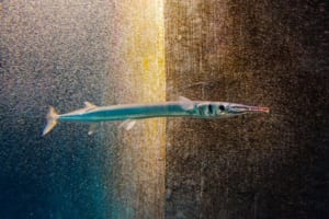 非常に危険な魚の「ダツ」。その危険性は姿を見れば一目瞭然！！