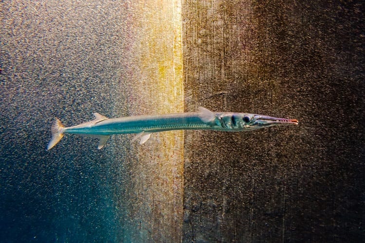 非常に危険な魚の「ダツ」。その危険性は姿を見れば一目瞭然！！