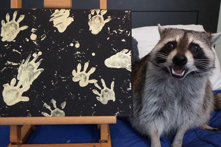 目指すはピカソ！？芸術家の才能を開花させた保護アライグマたちが話題に