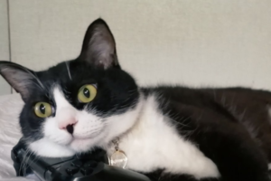 PS4コントローラーが行方不明で探してたら･･･可愛い犯人の仕業だと判明(笑)