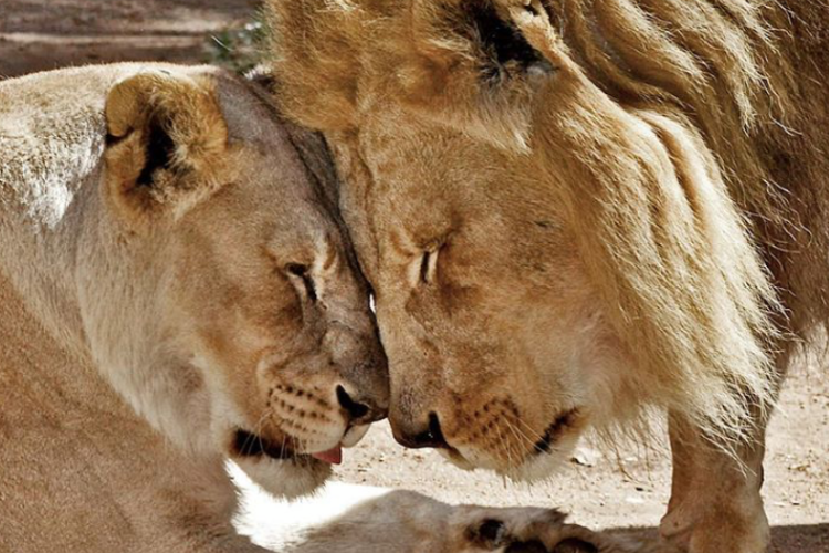 LA動物園のライオンの老夫婦が一緒に安楽死。生前のおしどり夫婦ぶりに脚光