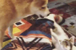 お仕置きだワン！ニャンコからの攻撃にワンコがとった優しい反撃が胸キュン