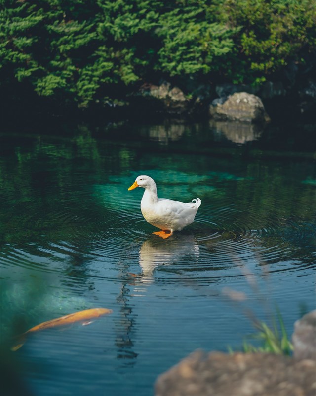 このアヒルは波紋使い！？どうなっているのか分からない不思議な写真が話題に