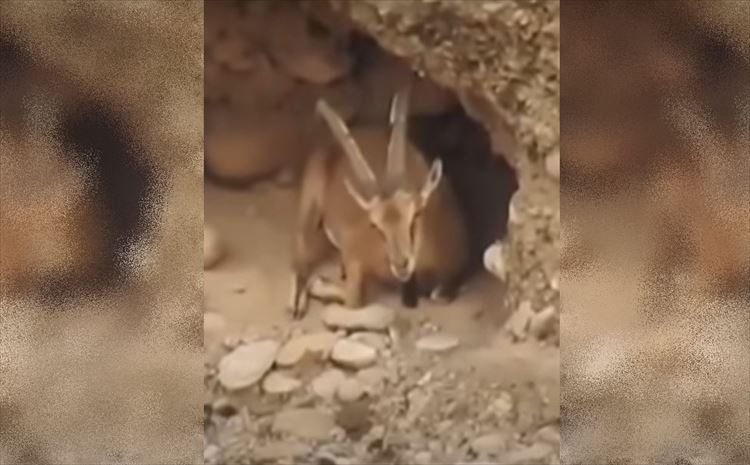 え?そこまでどうやって行ったの!?ヤギって凄いと思わざる得ない動画が凄い!