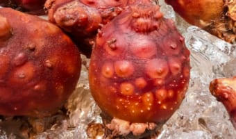 【謎の生物】珍味ともされるホヤって何者？ホヤ貝ともいうし貝なの？それとも別の生物？