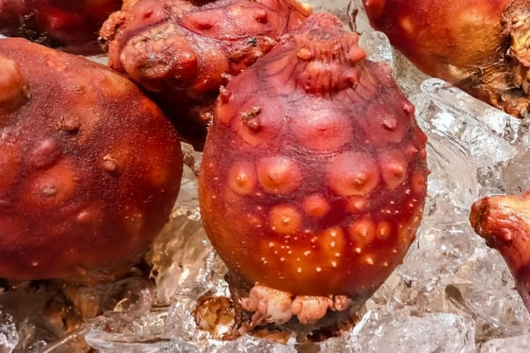 【謎の生物】珍味ともされるホヤって何者？ホヤ貝ともいうし貝なの？それとも別の生物？