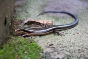 「カナヘビ」と「トカゲ」の違いは？違いをポイントごとに解説