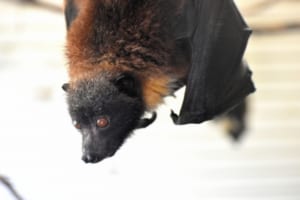 コウモリの赤ちゃんがバナナを食べる姿がカワイイ！でもコウモリを素手で触ってはいけないってなぜ？