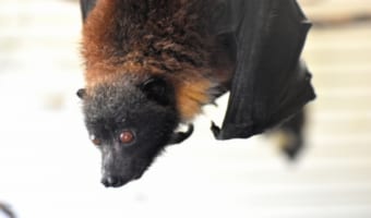コウモリの赤ちゃんがバナナを食べる姿がカワイイ!でもコウモリを素手で触ってはいけないってなぜ?