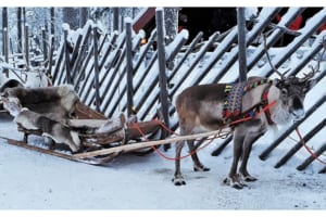 トナカイは鹿の仲間だけどメスにも角がある？！サンタと共にクリスマスに活躍するのもメス！