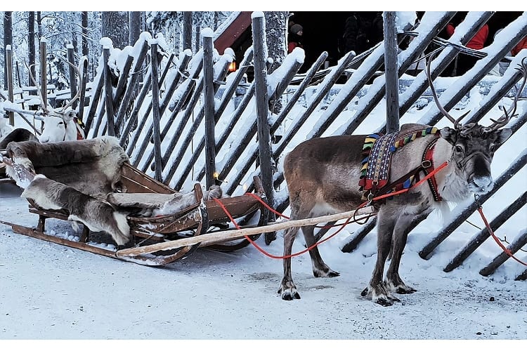 トナカイは鹿の仲間だけどメスにも角がある？！サンタと共にクリスマスに活躍するのもメス！