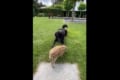受け入れて共存共生。動物たちって素晴らしい!親とはぐれた「うり坊」がワンコと仲良しに