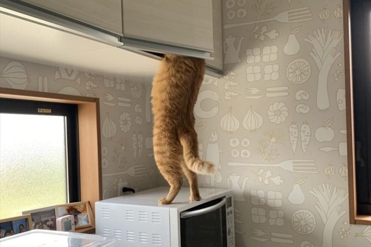 普通に開けられるんかこいつ(笑) おやつハンターの執念深さが話題に！犯行中の動画も必見！