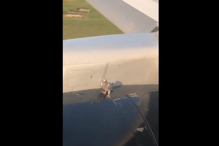 ハトがとまったまま飛行機が離陸開始！凄まじい突風で足を踏ん張るも最後には･･･