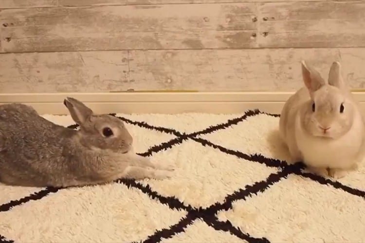 うさぎってこんなに伸びるんだ！？体を目一杯伸ばして甘えまくる姿が可愛すぎる！