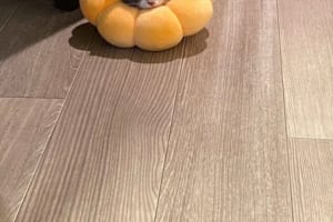 もちもち食感！？めちゃめちゃ可愛いポン・デ・リングが落ちていた(笑)