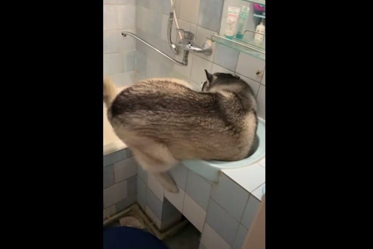 入れるわけないだろ！ 自分のことをいまだに子犬だと思っている大型犬のハスキーがかわいい！