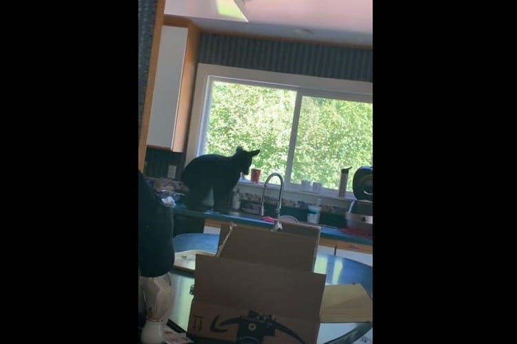 家の中に3匹の子グマが侵入！追い出そうにも追い出せず、困っていると･･･