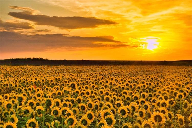 被災地の宮城県山元町に咲き誇るひまわりの絶景。朝の日差しとのコラボが素敵！
