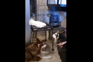 ワン！ワン！自分を犬だと思っているオウムが面白い(笑) 犬のリアクションも笑える