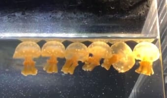 「カステラ1番、電話は2番、3時のおやつは文明堂~」踊るタコクラゲの子どもたちが可愛い