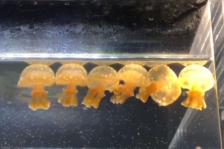 「カステラ1番、電話は2番、3時のおやつは文明堂～」踊るタコクラゲの子どもたちが可愛い