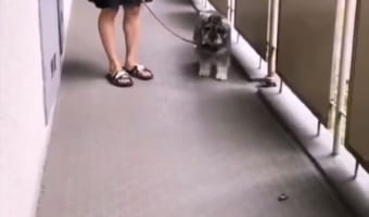 鼻先でツンツンしてたセミが息を吹き返して以降トラウマに！ビビり方が人間と同じ(笑)