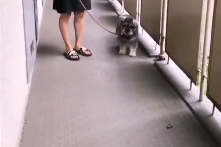 鼻先でツンツンしてたセミが息を吹き返して以降トラウマに！ビビり方が人間と同じ(笑)