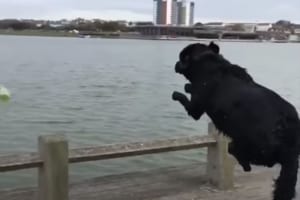 ダイブするタイミングが早すぎた！？海に向かって飛び込むも予想外の惨事が発生(笑)