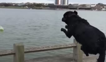 ダイブするタイミングが早すぎた!?海に向かって飛び込むも予想外の惨事が発生(笑)