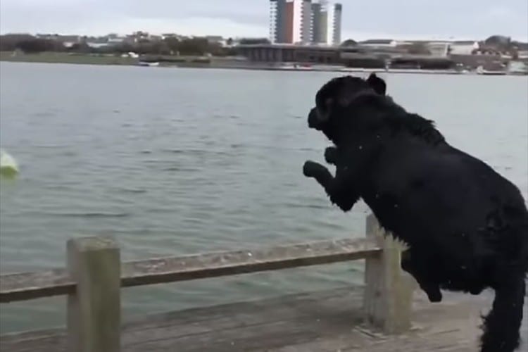 ダイブするタイミングが早すぎた！？海に向かって飛び込むも予想外の惨事が発生(笑)