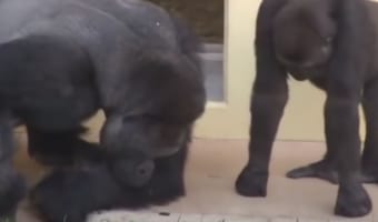 ゴリラのやさしさがよくわかる!芋虫の観察に夢中なゴリラの親子が話題に!