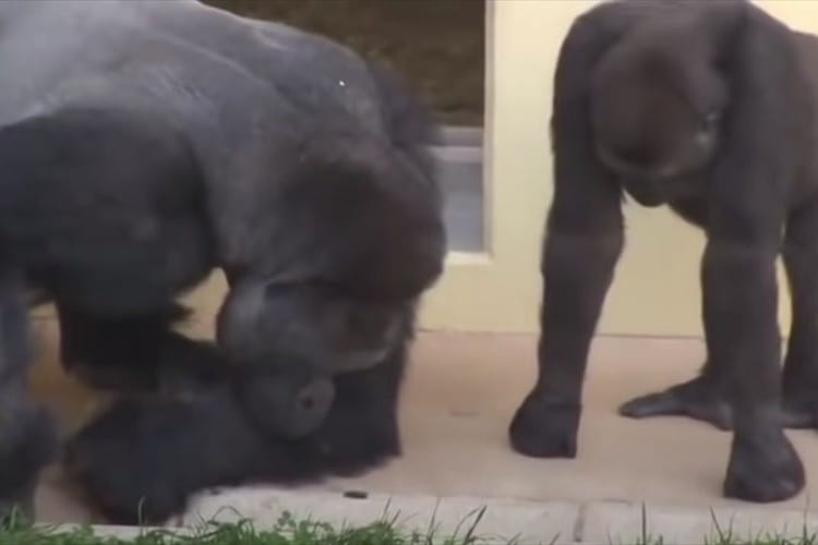 ゴリラのやさしさがよくわかる！芋虫の観察に夢中なゴリラの親子が話題に！