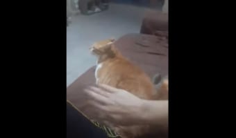 バシッとたたいてニャン!お尻を強くたたかれないと納得いかないニャンコが面白い