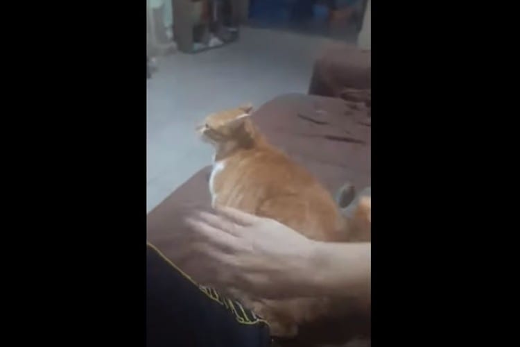 バシッとたたいてニャン！お尻を強くたたかれないと納得いかないニャンコが面白い