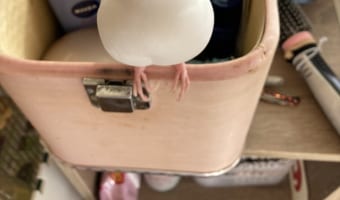 飼い主が化粧をしている最中、お行儀良く見つめてくる文鳥が可愛すぎる!