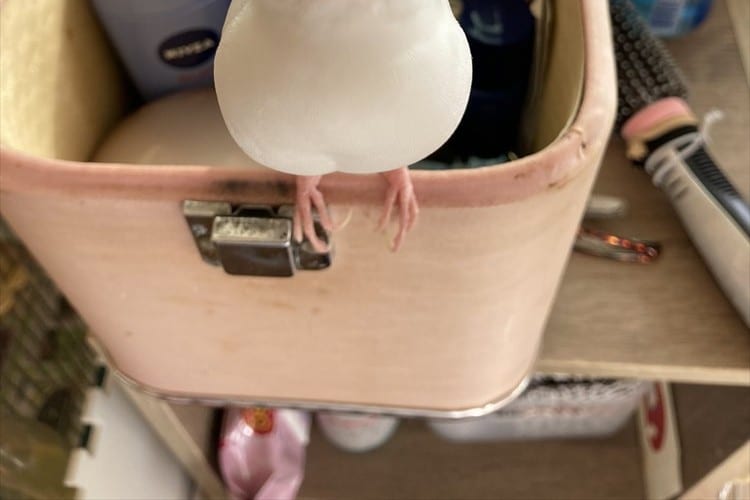 飼い主が化粧をしている最中、お行儀良く見つめてくる文鳥が可愛すぎる！