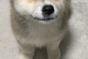ウルウルな目力がハンパない！オヤツが欲しくてずっと見てくる秋田犬が可愛すぎる
