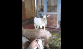 断崖絶壁を登る種はさすがに違う!長友佑都もビックリな全くぶれない子ヤギの体幹