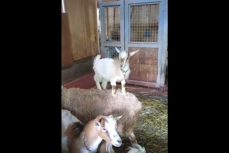 断崖絶壁を登る種はさすがに違う！長友佑都もビックリな全くぶれない子ヤギの体幹