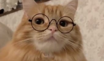 小説を持っていたらさらに完璧(笑) 丸メガネが似合いすぎるニャンコの動画が最高!