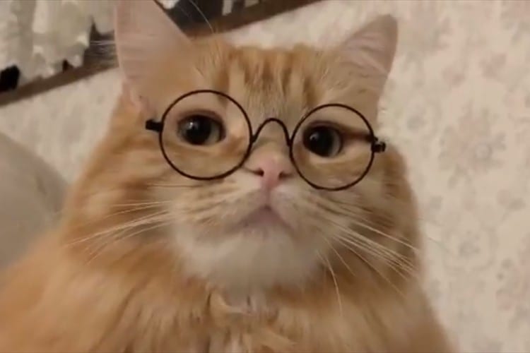 小説を持っていたらさらに完璧(笑) 丸メガネが似合いすぎるニャンコの動画が最高！