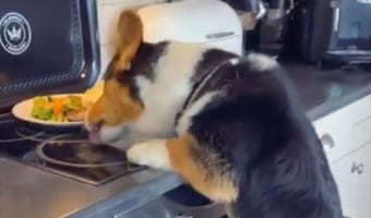 何故食べられたの!?高くて届かない場所にあるはずのご飯を食べているワンコの狡猾さに脱帽