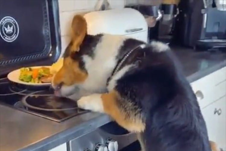 何故食べられたの！？高くて届かない場所にあるはずのご飯を食べているワンコの狡猾さに脱帽