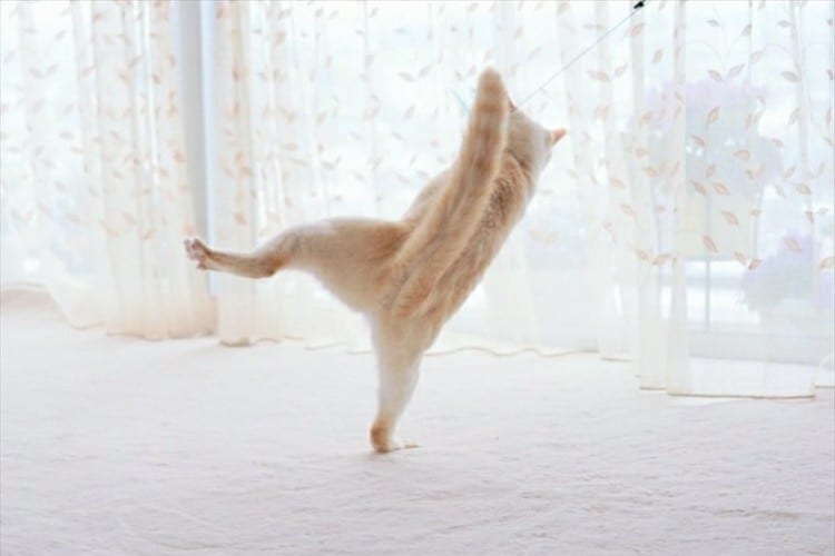 横綱の土俵入りかよ！(笑) 四股を踏んでいるようなニャンコが話題に！