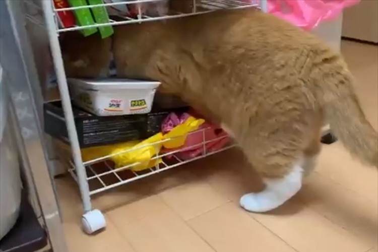 なぜそれを選んだ?(笑) とある物を盗んでいったニャンコの行動が話題に!